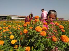 आयआर्जनमा मस्त महिला,खेती गर्दै रमाउदै