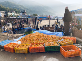 ५ करोडको सुन्तला विक्री