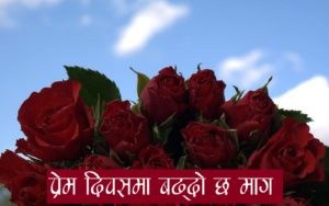 रातो गुलाब : उत्पादन कम,भारतबाट आउँदै छ ठूलो परिमाणमा