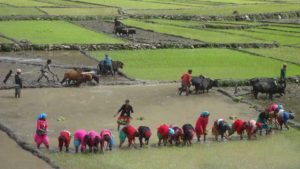 मनसुन समय अगावै भित्रिदा धान रोपाइँ बढ्यो, कुन प्रदेशमा कति?
