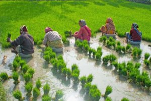 सन्दर्भ धान दिवस : २७ अर्बको चामल र १५ अर्बको धान आयात