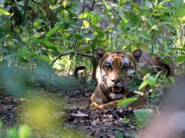 बाघको बासस्थानसँगै बढ्न थाले हिंस्रक घटना