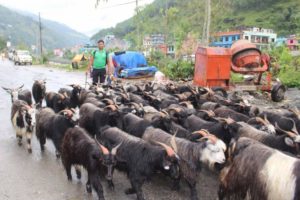 दसैंका लागि दार्चुृलाबाट पहिलो पटक काठमाडौं च्याङ्ग्रा ल्याउँदै खाद्य कम्पनी