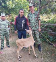 लोपोउन्मुख नीलगाईको बाच्छी फेला