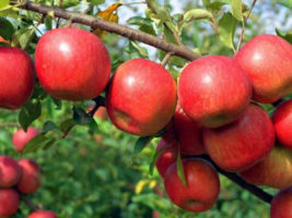 मुस्ताङमा स्याउको उत्पादन घट्यो, आम्दानी बढ्यो