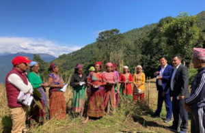 उम्मेदवारलाई भोट माग्न हतारो, कृषकलाई धान काट्न चटारो