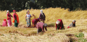 भित्र्याउने बेलाको वर्षाले धान कमी