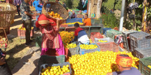 सिम्लेमा फल्यो पाँच करोडको सुन्तला
