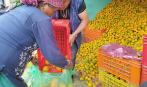 रोल्पाका सुन्तला बजार खोज्दै दाङ आईपुगे