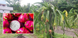 साढे दुई करोडमा ड्रागन फ्रुट खेती, ढेड वर्षमै फल दिन सुरु