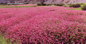 फापरखेती फस्टाउँदै म्याग्दी र मुस्ताङमा