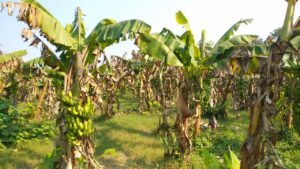 केराका थामबाटै आम्दानी