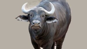 गुल्मीमा राँगाको तथ्याङ्क सङ्कलन गरिँदै