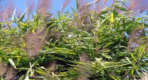 अम्रिसोको मूल्य घटेपछि इलामका किसान समस्यामा