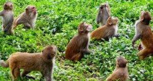 बाँदरले उपद्रो मच्चाएपछि बस्ती नै खाली