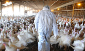 चाँंगुनारायणका कुखुरा फार्महरुमा बर्ड फ्लु्, एक हजार बढी कुखुरा नष्ट