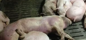 लमजुङमा अफ्रिकन स्वाइन फिभरको संक्रमणले ७८ बंगुर मरे