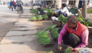 प्याजका बेर्ना बिक्रीका लागि ग्राहकको पर्खाइमा व्यापारी