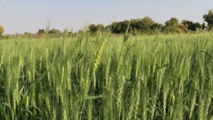 गहुँ सुक्न थालेपछि कृषक चिन्तित