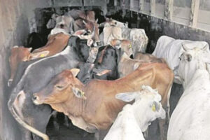 भारत पठाउन लागेको ४८ वटा गाई गोरु प्रहरीको नियन्त्रणमा