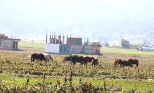 चिसो सिजनसँगै घोडा तथा खच्चड चरनमा