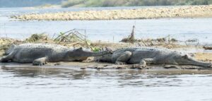 प्रजनन केन्द्रमा हुर्किएका २० गोही नदीमा छाडियो