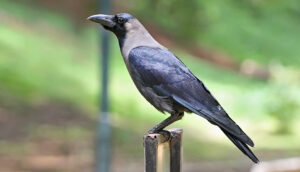 ‘विश्वको सबैभन्दा ठूलो काग हेर्न गागलफेदी शहीदपार्क जाऔँ’