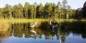 विश्व सिमसार दिवस : सिमसार क्षेत्र जोगाउन चुनौती