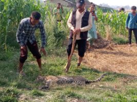 घोडाघोडीको आमफाटाबाट गाउँ पसेको चितुवाको उद्धार