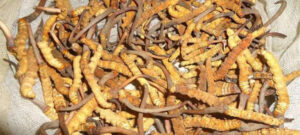 यार्सागुम्बा टिप्न हिमाली भेगतर्फ लागे मनाङवासी