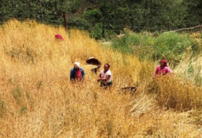 हिउँदे बाली भित्र्याउन चटारो