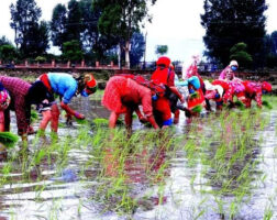नवलपुरमा चैतेधान लगाउने क्षेत्रफलमा वृद्धि
