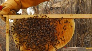 माैरी पालन क्षमता अभिवृद्धि तालिम सुरू