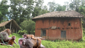 बाँदर आतङ्कले गाउँ रित्तिँदै