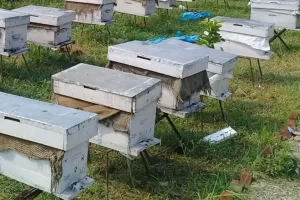 कृषकलाई मौरीसहितको घार