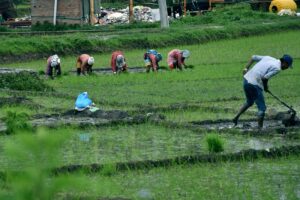 चैते धान प्रोत्साहन कार्यक्रममा अधिक निवेदन
