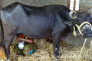 किसानलाई दुहुनो भैँसी वितरण