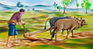 बर्सेनि बाली फेर्दै किसान