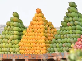 बजारमा विषादी प्रयोग गरिएका आँप छ्यापछ्याप्ती