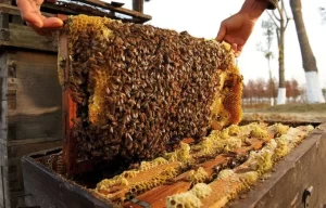 मौरी स्मार्ट कृषि गाउँ कार्यक्रमका कृषकलाई गोलासहित माहुरी उपहार