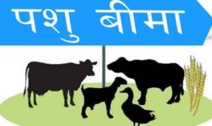 बीमा रकम पाएपछि पशुपालक कृषक खुशी