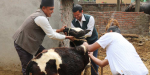 गोरखामा एक लाख २० हजार पशुचौपायालाई खोप