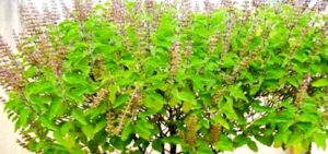 तुलसी बिजारोपण गर्दै निर्जला एकादशी व्रत गरिँदै