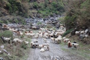 मध्यपहाडी लोकमार्ग हुँदै लेक चढ्न थाले भेडी गोठ
