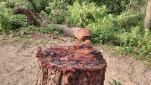 सामुदायिक वनका पदाधिकारी नै वन फडानीमा संलग्न