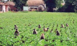 बाँदर धपाउन खेतमै चौकिदारी