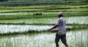 असारे झरीले महोत्तरीका किसानलाई राहत