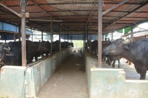 अजिरकोटका किसानलाई व्यावसायिक भैँसीपालन तालिम