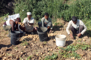 लेकाली आलुको उत्पादन वृद्धी