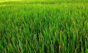 धानबालीमा ग्वारोको समस्या बढ्दो, किसान चिन्तित